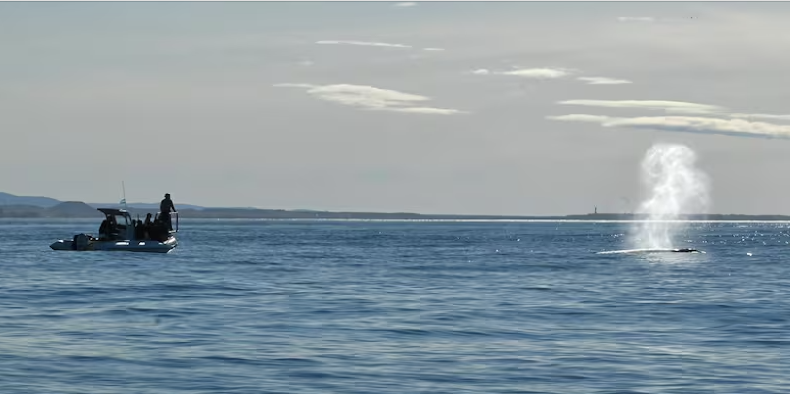 Circuito Interpretativo de Ballenas: Aprender mirando el mar